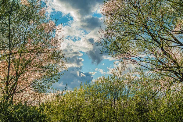 Тучи Голубом Небе Сквозь Деревья Весна — стоковое фото