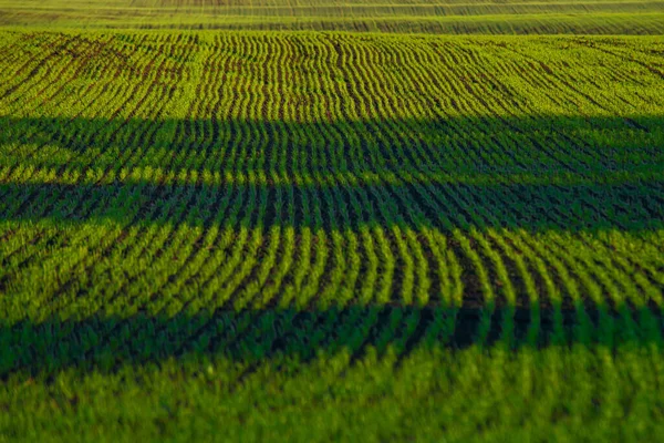 Textur Grünes Feld Landwirtschaftliche Anpflanzungen Raum — Stockfoto