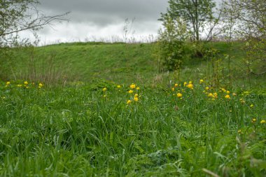 Tarla, orman çiçekleri, sarı elma çiçekleri.
