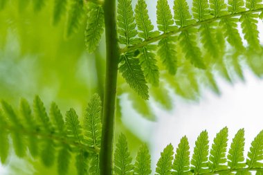 Ormanda genç eğreltiotu yaprakları,