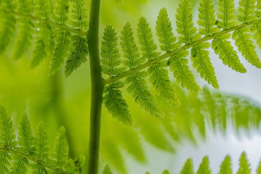 Ormanda genç eğreltiotu yaprakları,