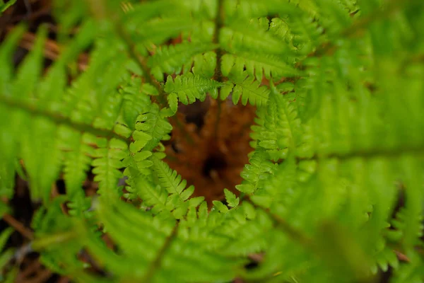 Giovani Foglie Felce Nella Foresta — Foto Stock