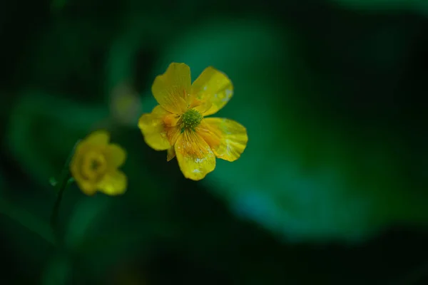 フィールド 森の花黄色アップルの花 — ストック写真