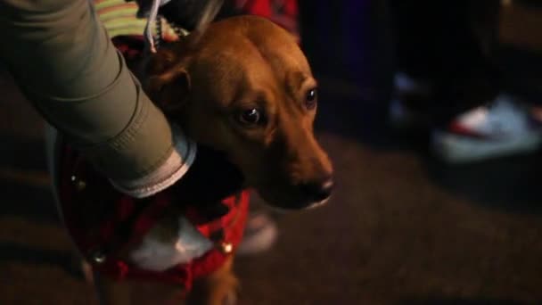 Hund im Weihnachtspullover