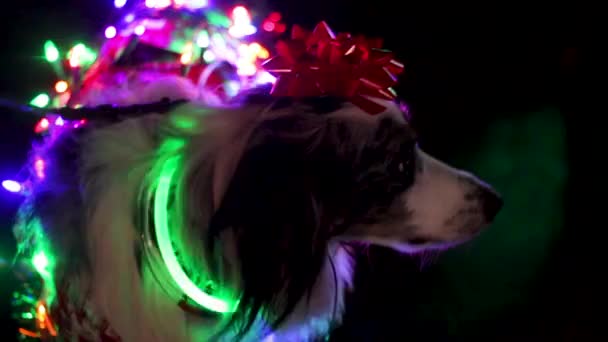 Perro Vestido Con Luces Navidad Arco Noche — Vídeos de Stock