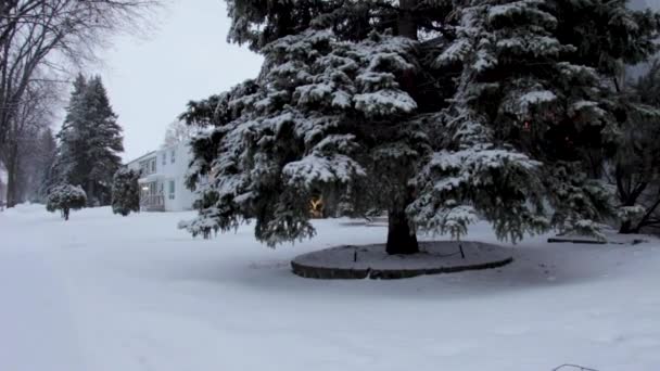 Tilt Snowy Pine Tree Falling Snow — Stock Video