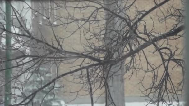 Bare Tree Branch Blizzard Video Clip