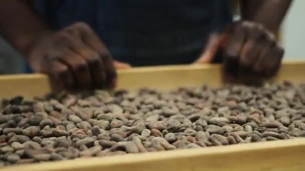 Slow Motion Shaking Sorting Cocoa Beans Stock Video