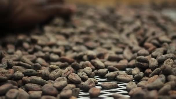 Slow Motion Sorting Cocoa Beans Royalty Free Stock Video