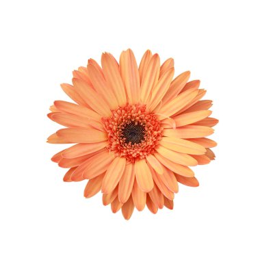 Portakal çiçekleri, kırpma yolu dahil