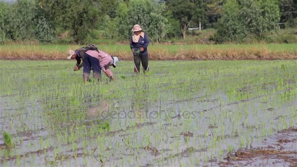 TAILANDIA - Mayo de 2017: Los agricultores trasplantan plántulas de arroz en Tailandia . — Vídeo de stock
