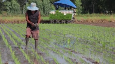 Tayland - 1 Haziran 2017: Çiftçiler nakli pirinç fidan Tayland.