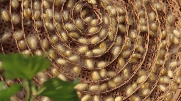 Le cocon est imbriqué par le ver à soie pour la production de vêtements — Video