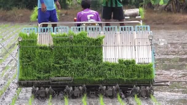 Trasplante de plántulas de arroz para siembra por los trabajadores y la máquina en Tailandia . — Vídeo de stock