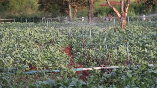 Toczenie springer wody i podlewania warzyw gospodarstwa. — Wideo stockowe