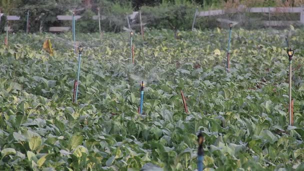 Otáčení springer vodě a zálivku na zeleninové farmě. — Stock video