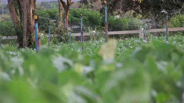 Vatten springer svarvning och vattning vegetabiliska gården. — Stockvideo