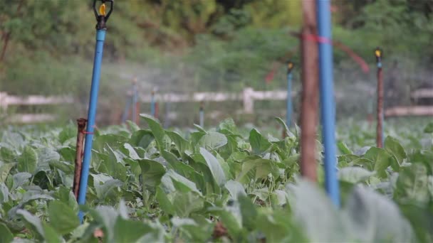 Springer de agua girando y regando la granja de verduras . — Vídeos de Stock