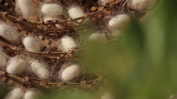 Kokon je vnořen od bource morušového na výrobu oblečení — Stock video