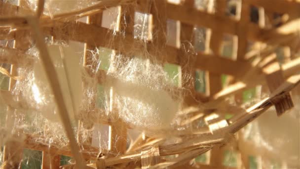 Cocoon is genest door zijderupsen voor kleding produceren — Stockvideo