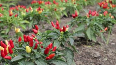 kırmızı biber biber ağacı üzerinde.