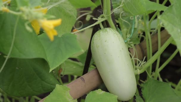 在菜园，泰国藤上新鲜的黄瓜. — 图库视频影像