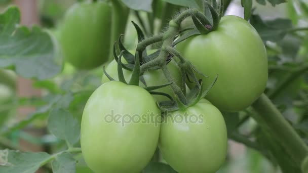 Tomaten in de kas. — Stockvideo