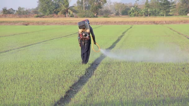 Granjero rociando pesticidas en la granja de arroz por la mañana — Vídeo de stock