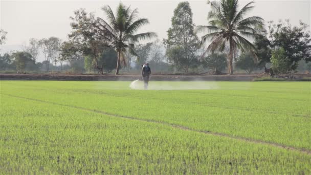Granjero rociando pesticidas en la granja de arroz por la mañana — Vídeo de stock