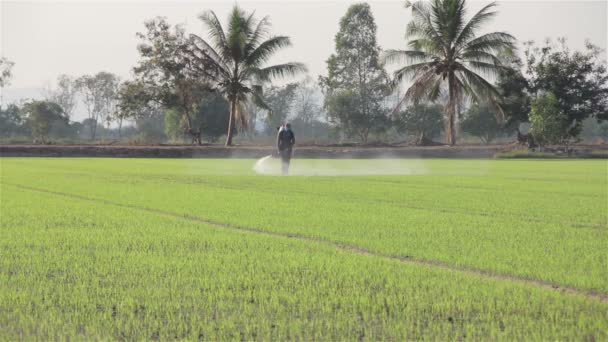 Granjero rociando pesticidas en la granja de arroz por la mañana — Vídeos de Stock