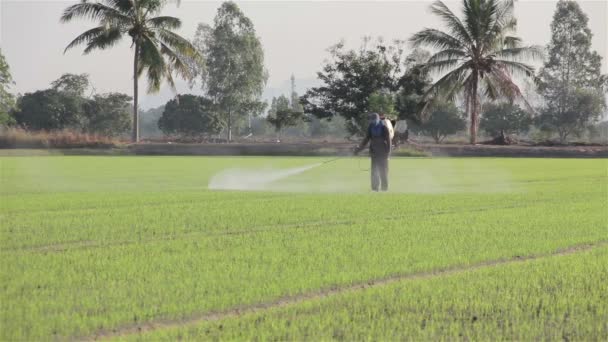 Granjero rociando pesticidas en la granja de arroz por la mañana — Vídeo de stock