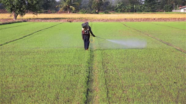 Granjero rociando pesticidas en la granja de arroz por la mañana . — Vídeos de Stock