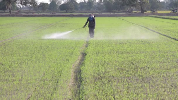 Agricultor pulverizando pesticida na fazenda de arroz pela manhã . — Vídeo de Stock