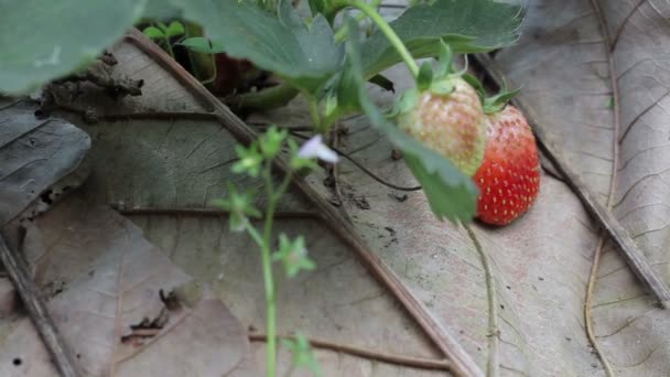 Granja de fresas Por la mañana: Dolly disparo — Vídeos de Stock