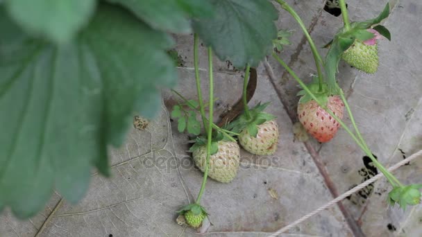 아침에 딸기 농장: 돌리 샷 — 비디오