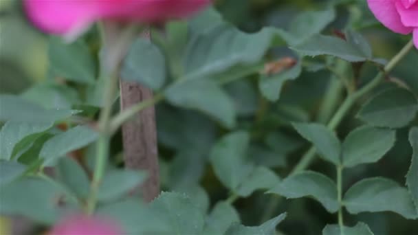 Belles roses roses dans le jardin du matin.Dolly shot . — Video