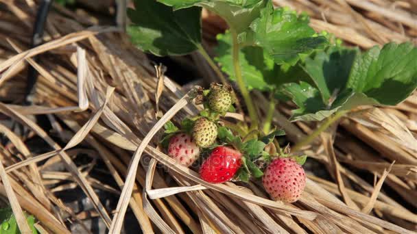 Fattoria di fragole al mattino — Video Stock