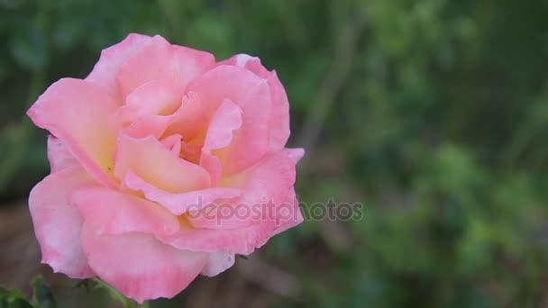 Hermosas rosas rosadas en el jardín de la mañana . — Vídeo de stock