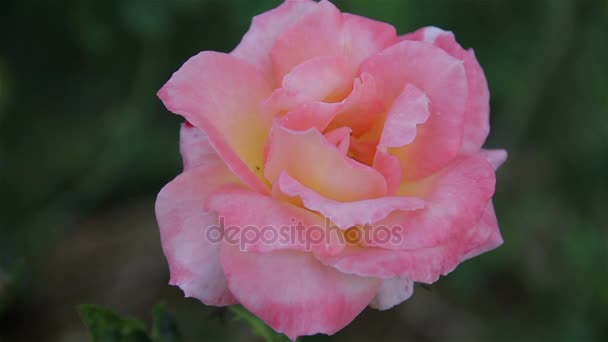 Hermosas rosas rosadas en el jardín de la mañana . — Vídeo de stock