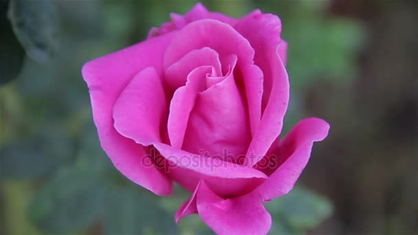 Όμορφη ροζ τριαντάφυλλα στον κήπο το πρωί. — Αρχείο Βίντεο