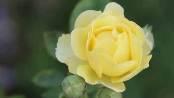 Όμορφο κίτρινο τριαντάφυλλο στον κήπο το πρωί: σμίκρυνση βολή. — Αρχείο Βίντεο