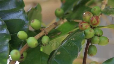Kahve kiraz (fasulye) bir coffea ağaç dalına olgunlaşma.