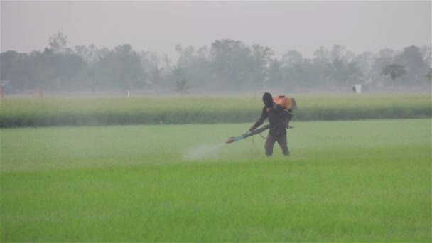 Granjero rociando pesticidas en la granja de arroz por la mañana . — Vídeos de Stock