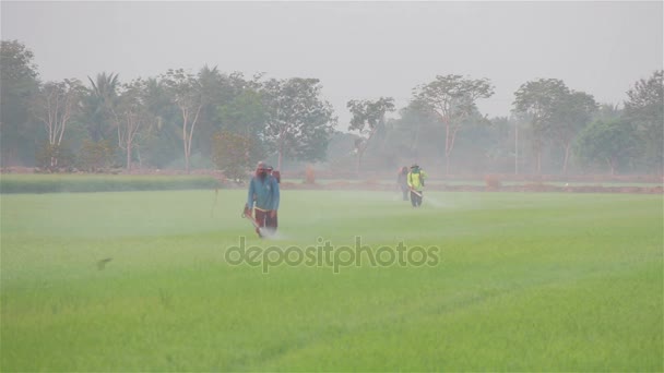 Farmář rozprašování pesticidů v rýžové farmě ráno. — Stock video