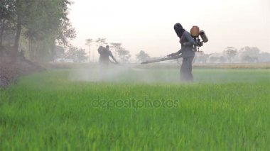 sabah pirinç grupta böcek ilacı püskürtme çiftçi