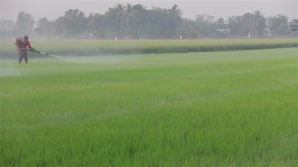 Farmář rozprašování pesticidů v rýžové farmě ráno — Stock video