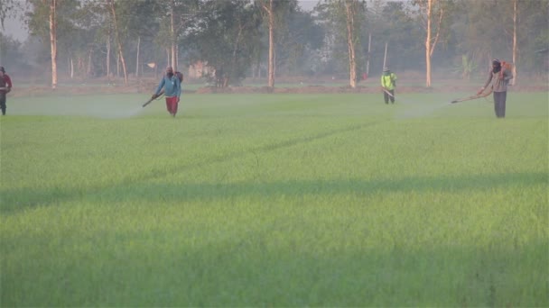 Fermier pulverizând pesticide în ferma de orez dimineața — Videoclip de stoc