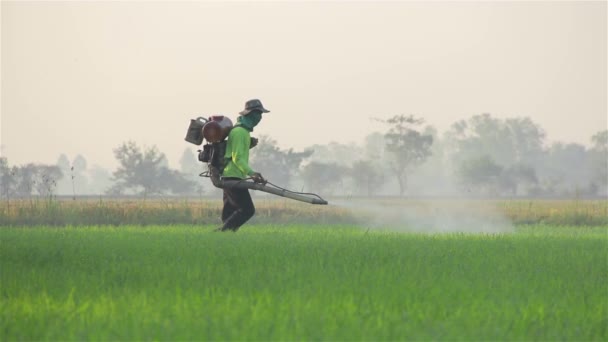 Granjero rociando pesticidas en la granja de arroz por la mañana — Vídeo de stock