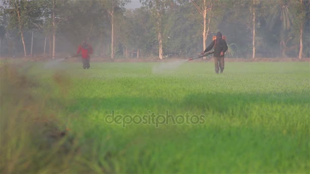 아침에 쌀 농장에서 농약을 살포 하는 농부 — 비디오