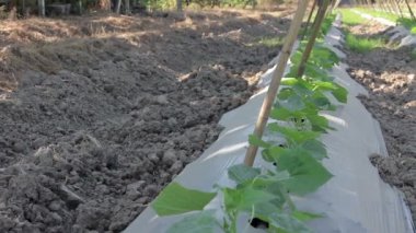 Çiftlikte büyüyen sebzeler: Dolly vurdu.